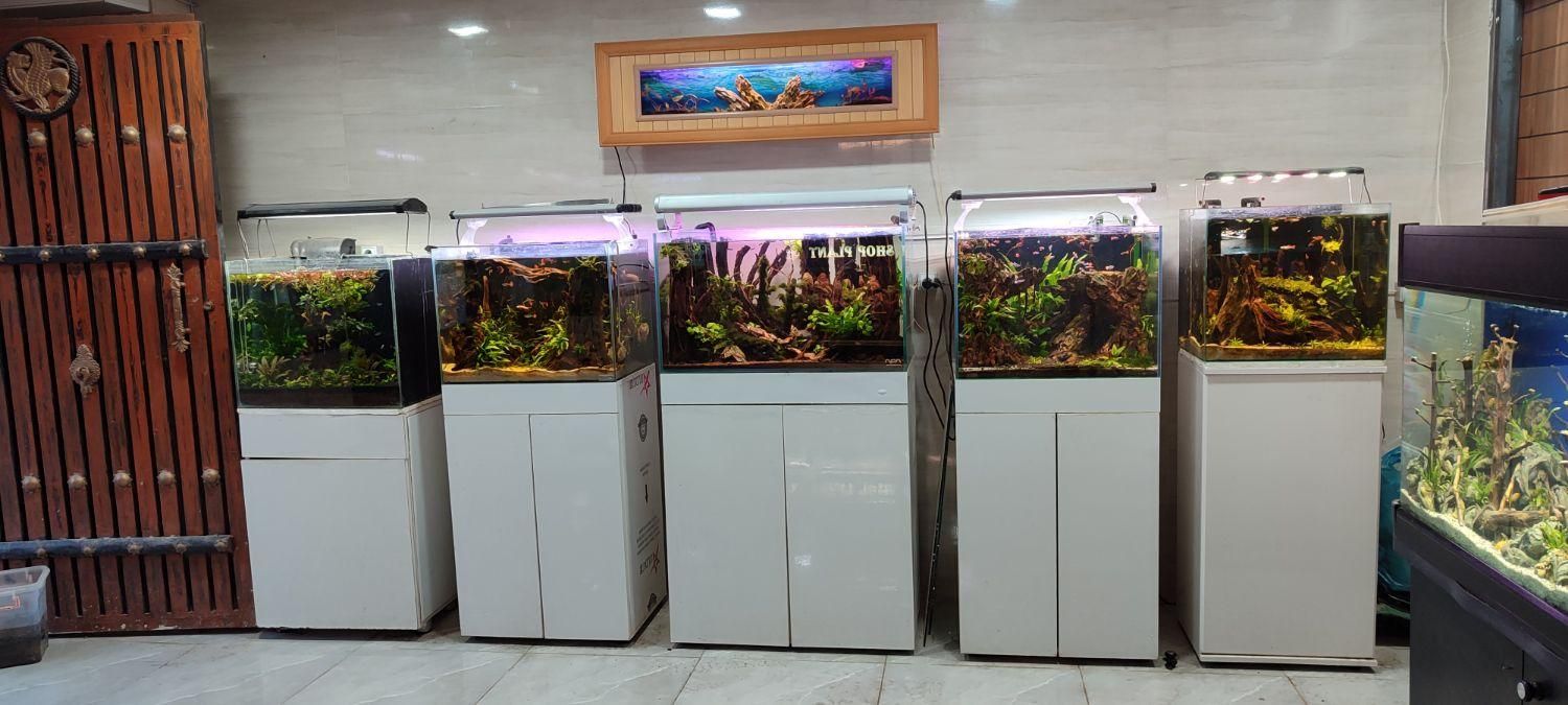 اکواریوم ماهی شاپ|ماهی|اسلامشهر, شهرک واوان|دیوار