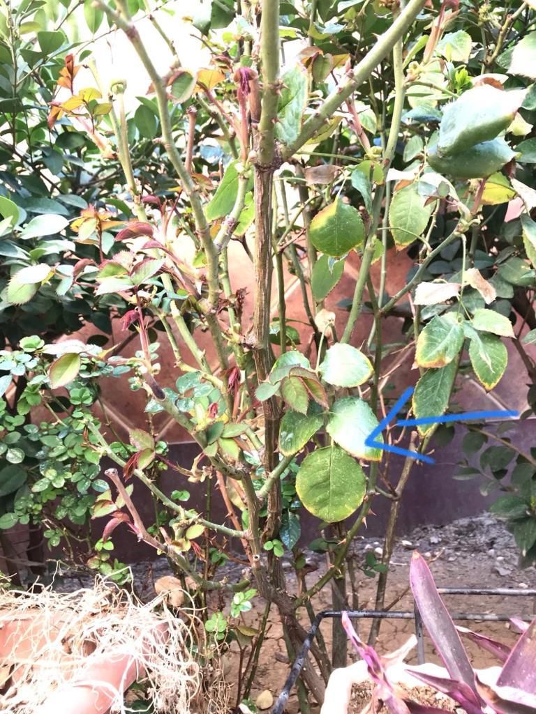 باغبانی|خدمات باغبانی و درختکاری|ورامین, ورامین|دیوار