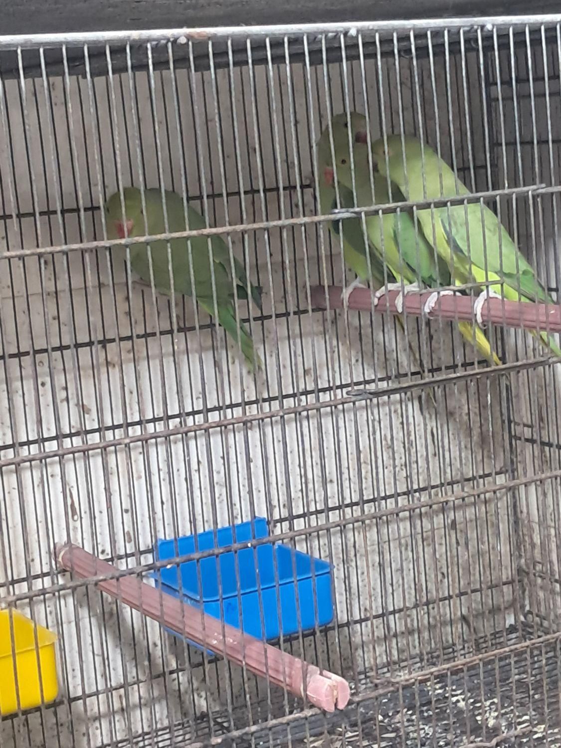 طوطی ملنگو سبز|پرنده|بندرعباس, |دیوار