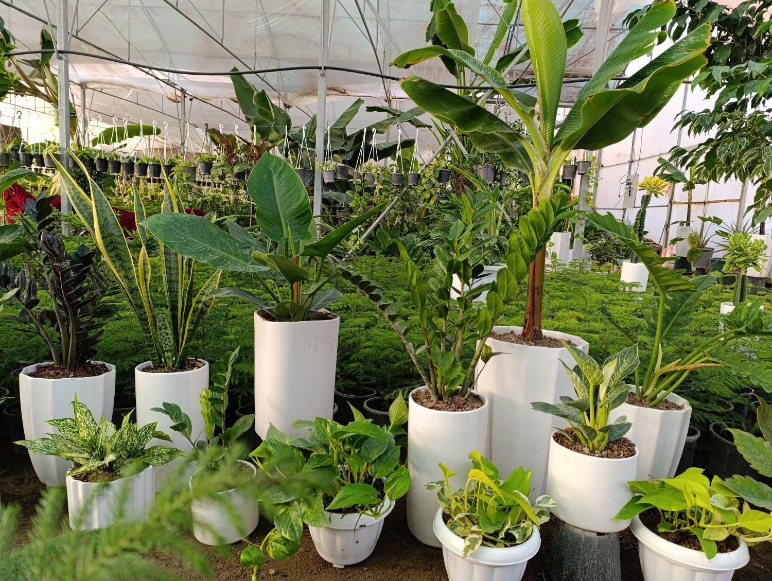 فروش گیاهان کادویی و ماندگار|گل و گیاه طبیعی|تبریز, |دیوار