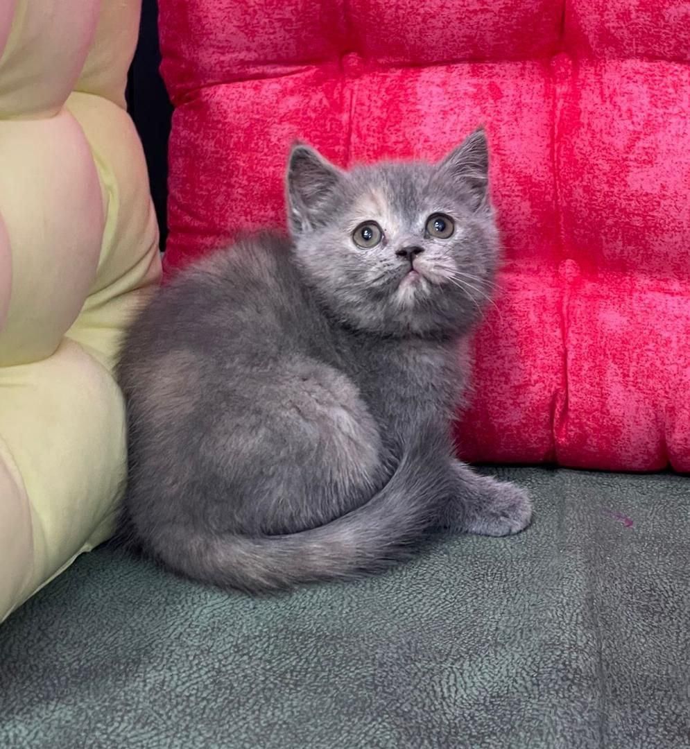 فرشته های کوچولو|گربه|سمنان, |دیوار