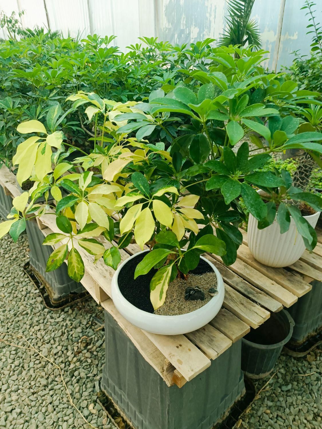 بن سای|گل و گیاه طبیعی|تهران, تجریش|دیوار