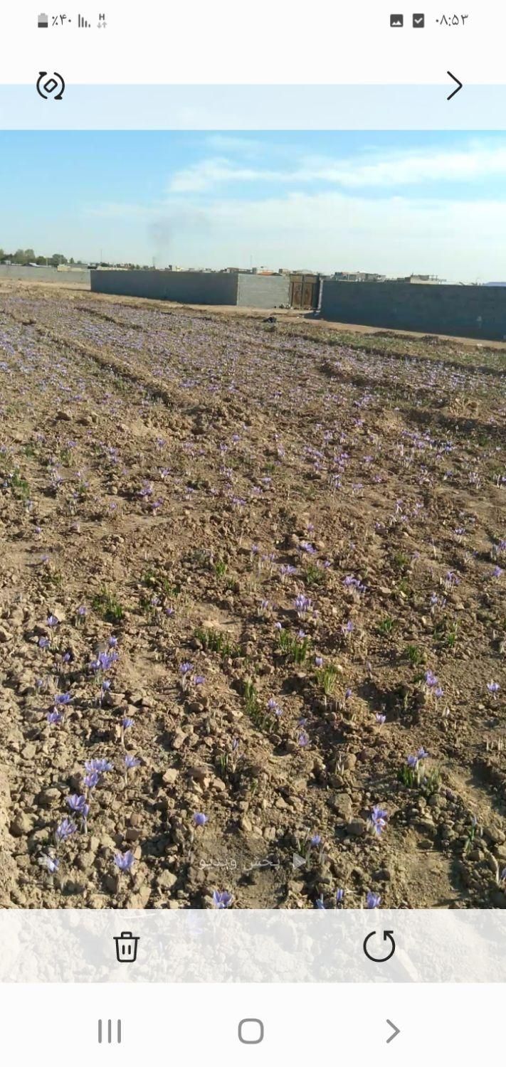 زمین زعفران|فروش زمین و ملک کلنگی|مشهد, نوچاه|دیوار