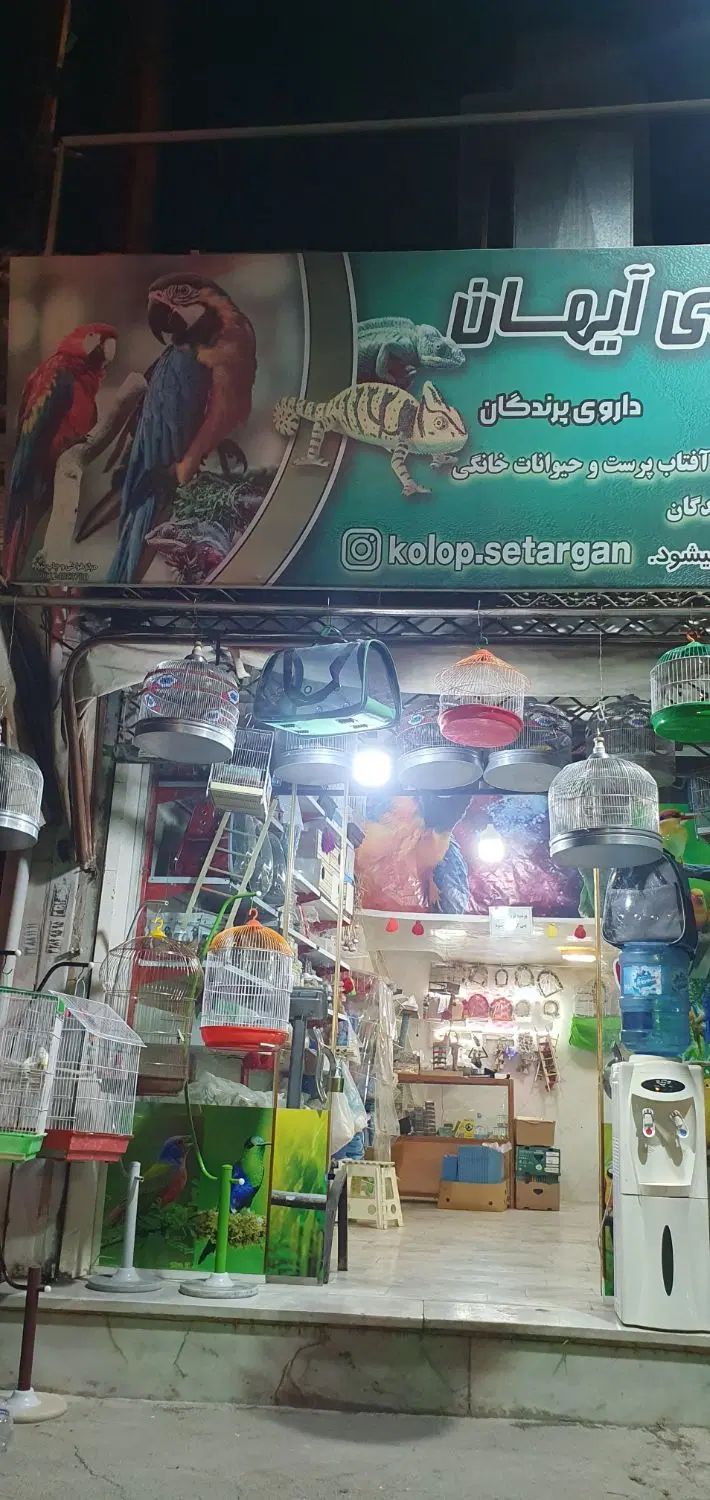 فروش همه نو پرنده|پرنده|آبیک, |دیوار