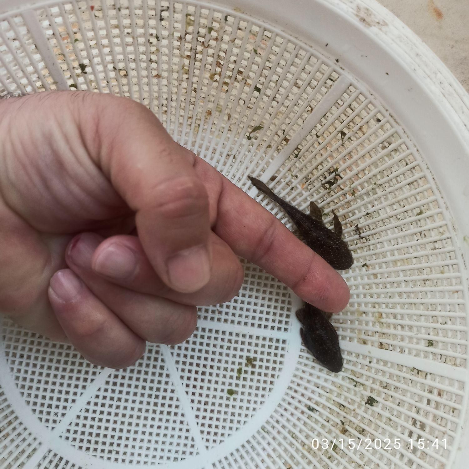 خرید آنلاین ماهی زینتی برکه گلبهار ارسال رایگان|ماهی|گلبهار, شهر جدید گلبهار|دیوار