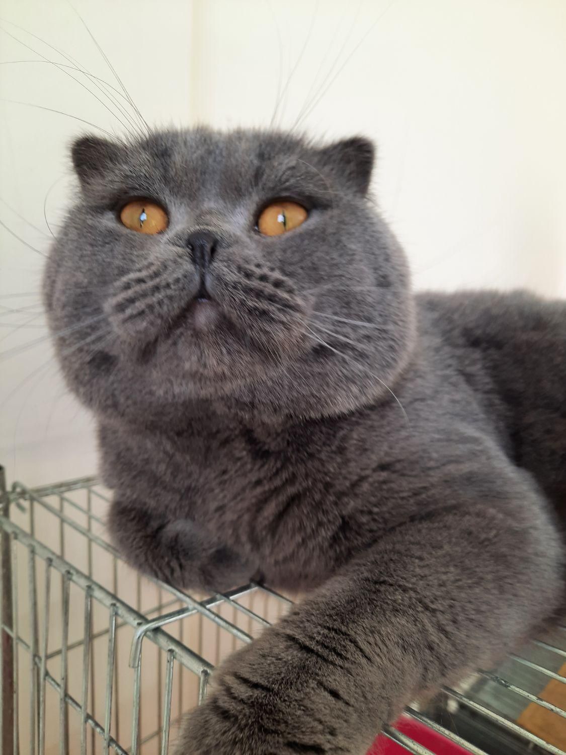 اسکاتیش بلو نر|گربه|کرج, شهرک جهاننما|دیوار