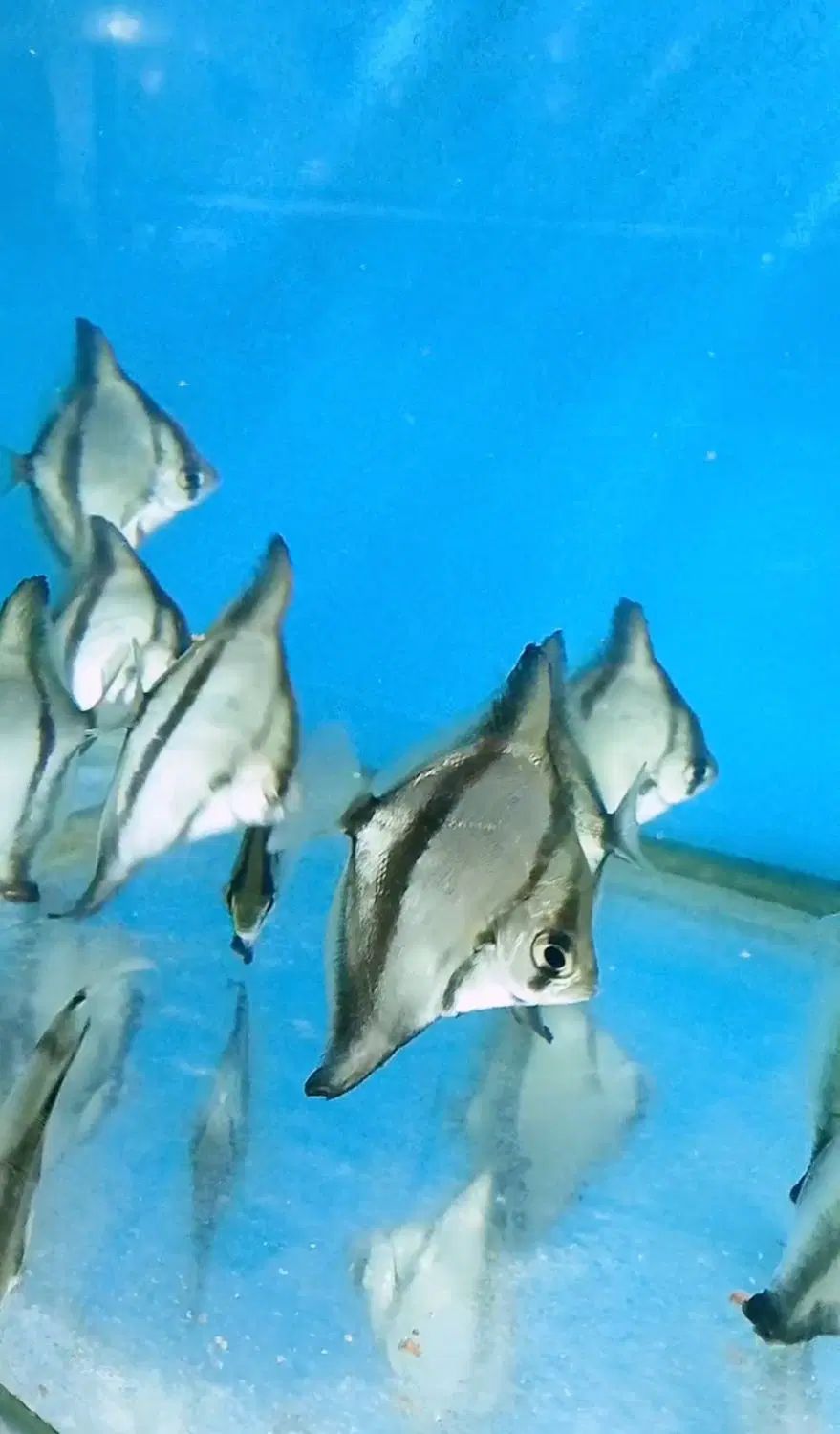 تایگر مونو سایز ۸ ۹ سانت|ماهی|تهران, تجریش|دیوار
