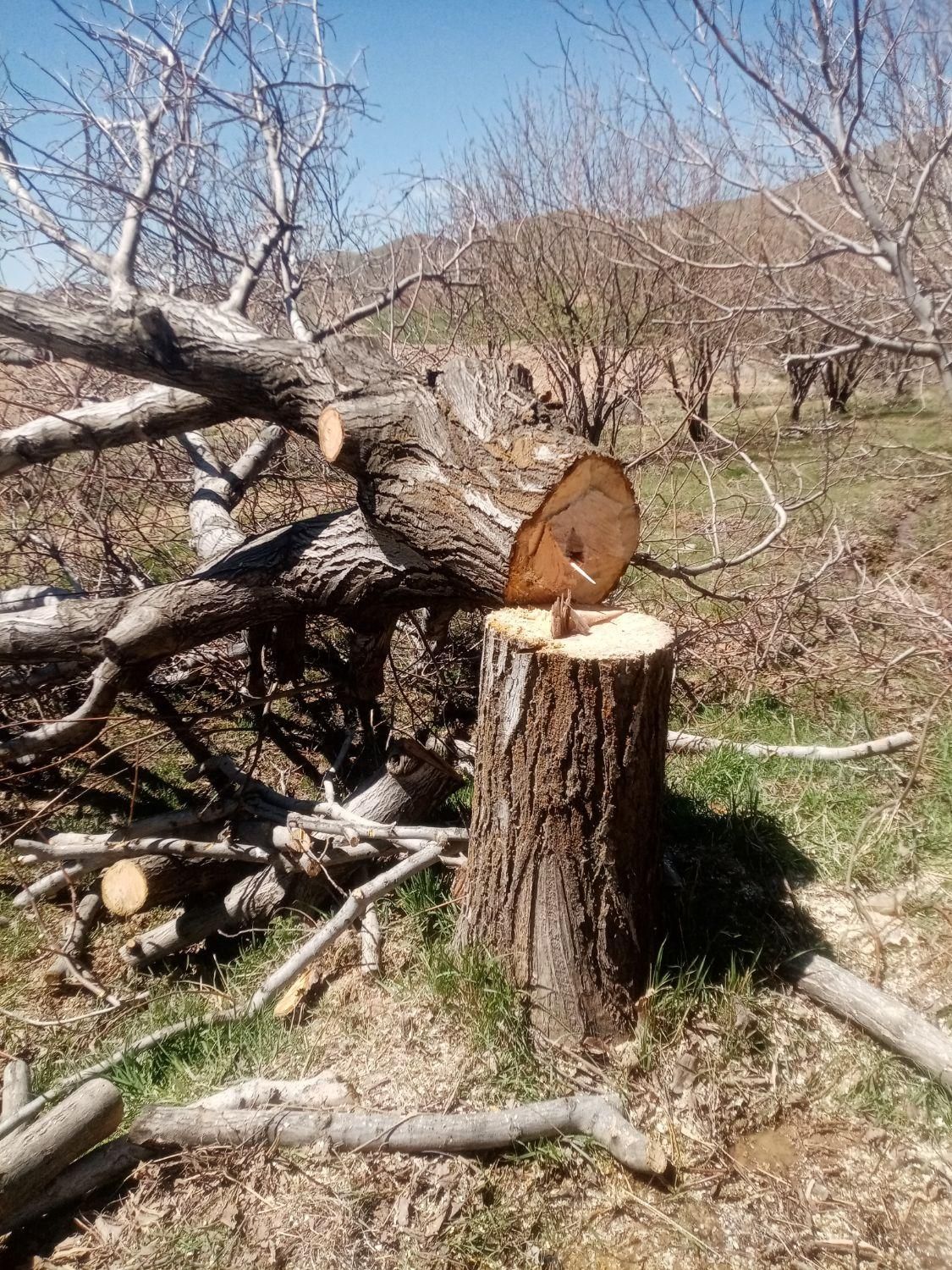 خرید و فروش چوب با بهترین قیمت|خدمات باغبانی و درختکاری|سنقر, |دیوار