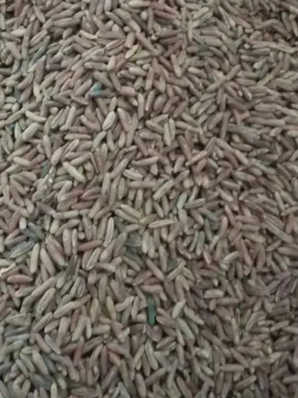 ده کیلو هسته شسته شده خرما|خوردنی و آشامیدنی|تهران, سلسبیل جنوبی|دیوار