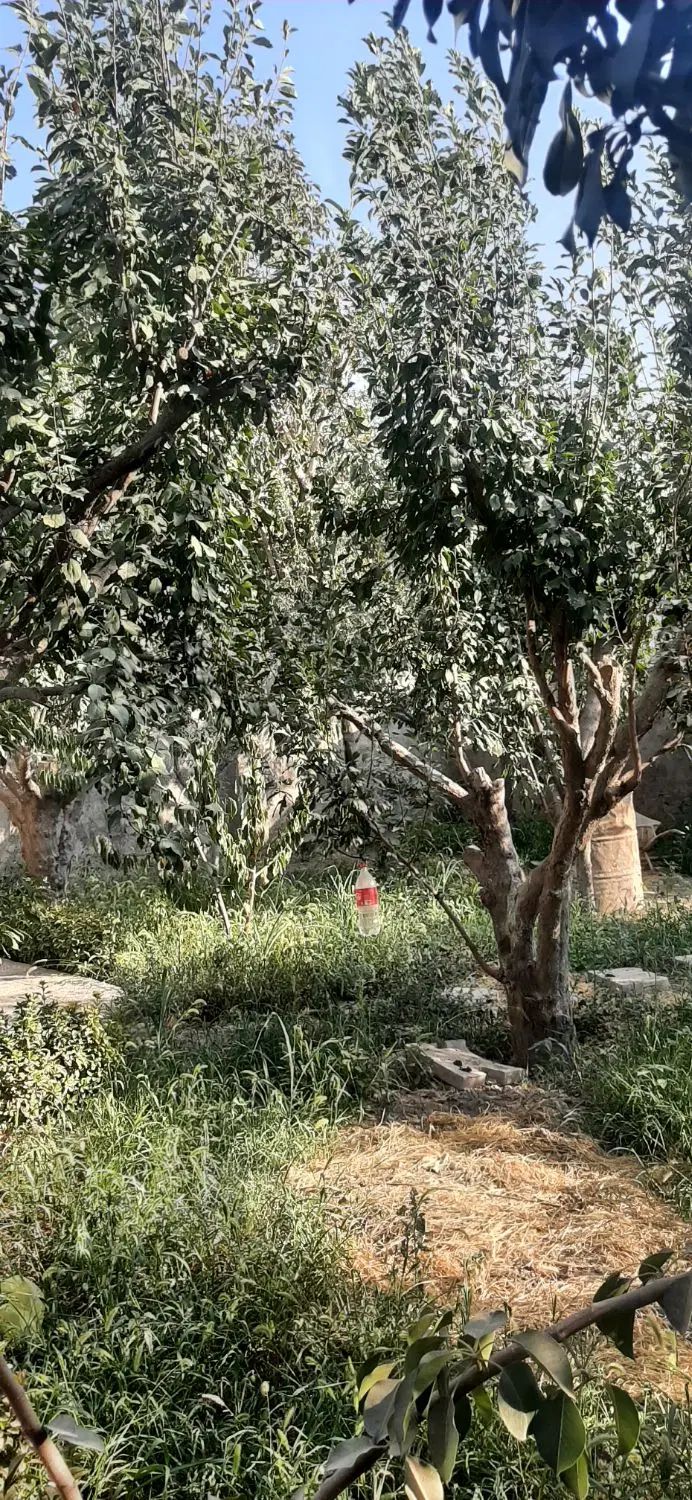 فروش فوری باغچه ۲۰۰مترنهالستان باباسلمان قدس|فروش زمین و ملک کلنگی|قدس, شهرک صنعتی زاگرس|دیوار