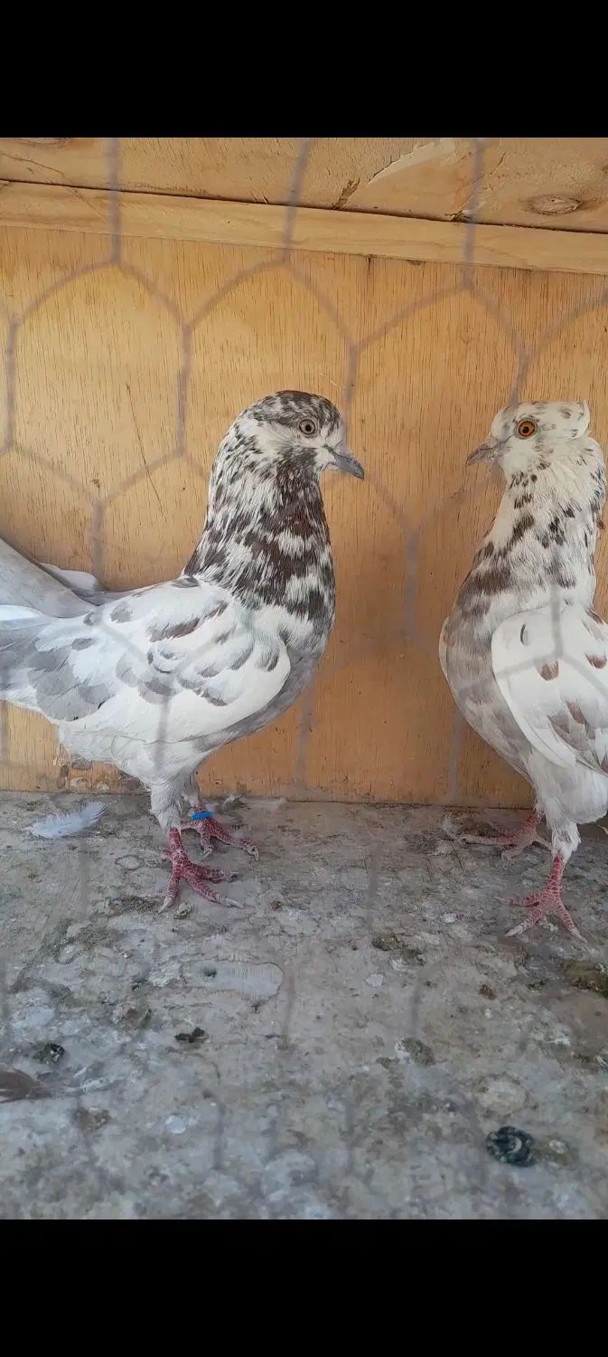 کفتر . کبوتر پرشی با ظمانت|پرنده|تهران, بیسیم|دیوار