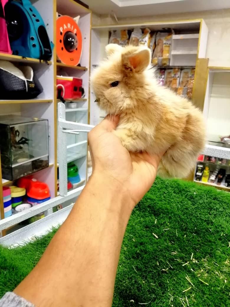 خرگوش مینیاتوری|موش و خرگوش|تهران, سلسبیل شمالی|دیوار