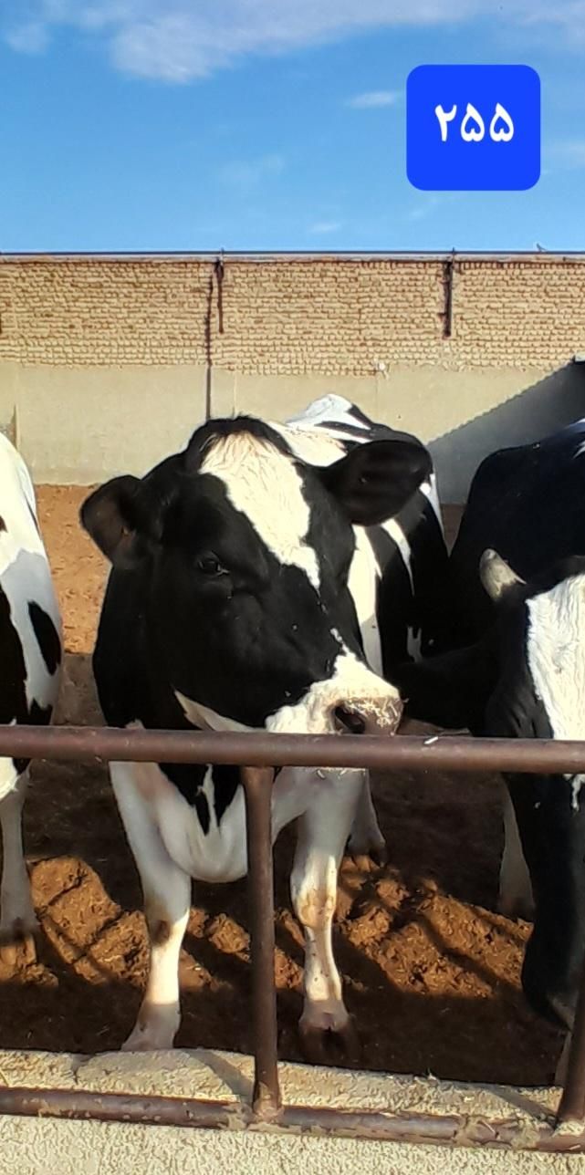 انواع گاو گوشتی شیری گوساله تلیسه|حیوانات مزرعه|کرج, عظیمیه|دیوار