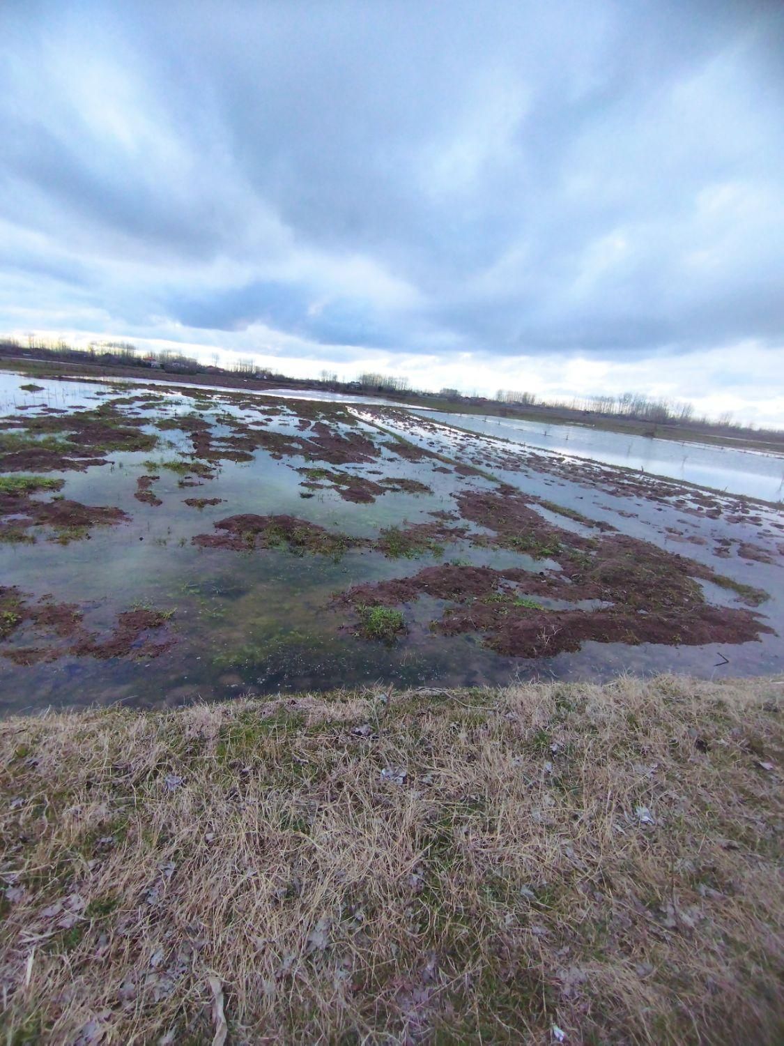 زمین یک هکتارشالیزارسنتی براصلی خیابان متری۳۵۰هزار|فروش دفتر صنعتی، کشاورزی، تجاری|لاهیجان, گلستان|دیوار