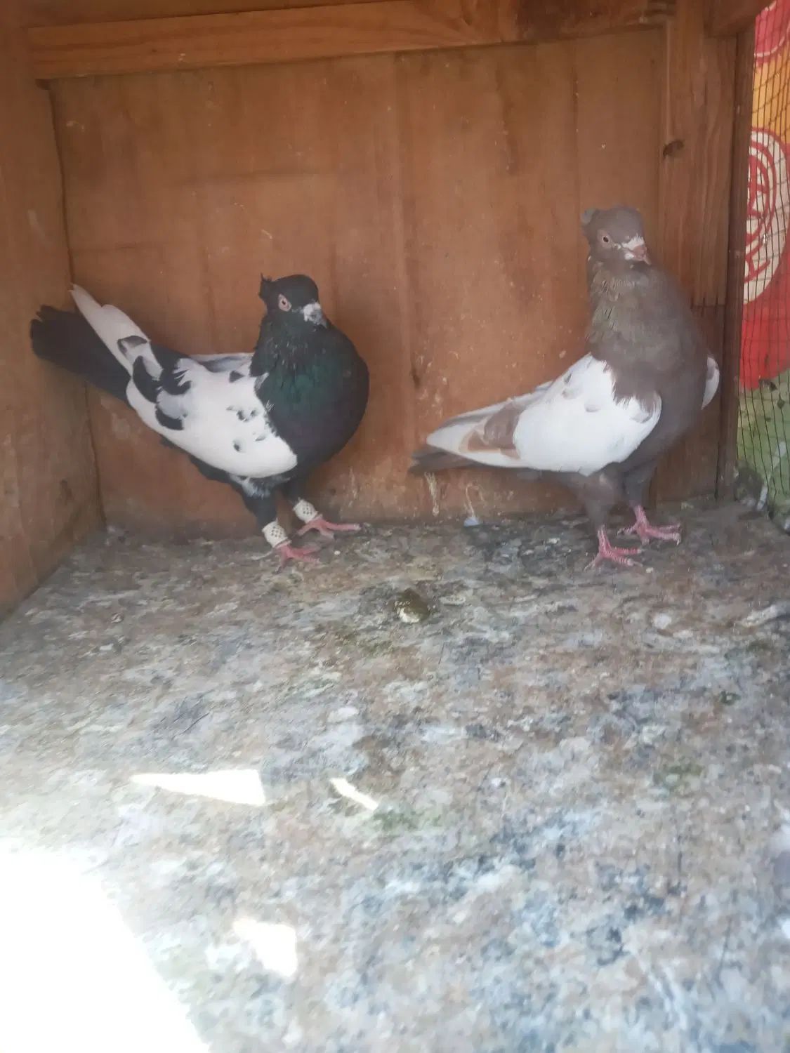 کبوتر سینه ای نروماده جفتن خریدار زنگ بزن|پرنده|تهران, نعمت‌آباد|دیوار