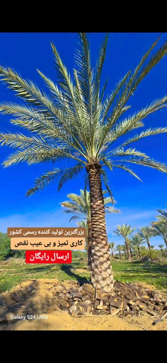 سرزمین نخل و پالم لوکس برای باغ ویلا|گل و گیاه طبیعی|یزد, |دیوار