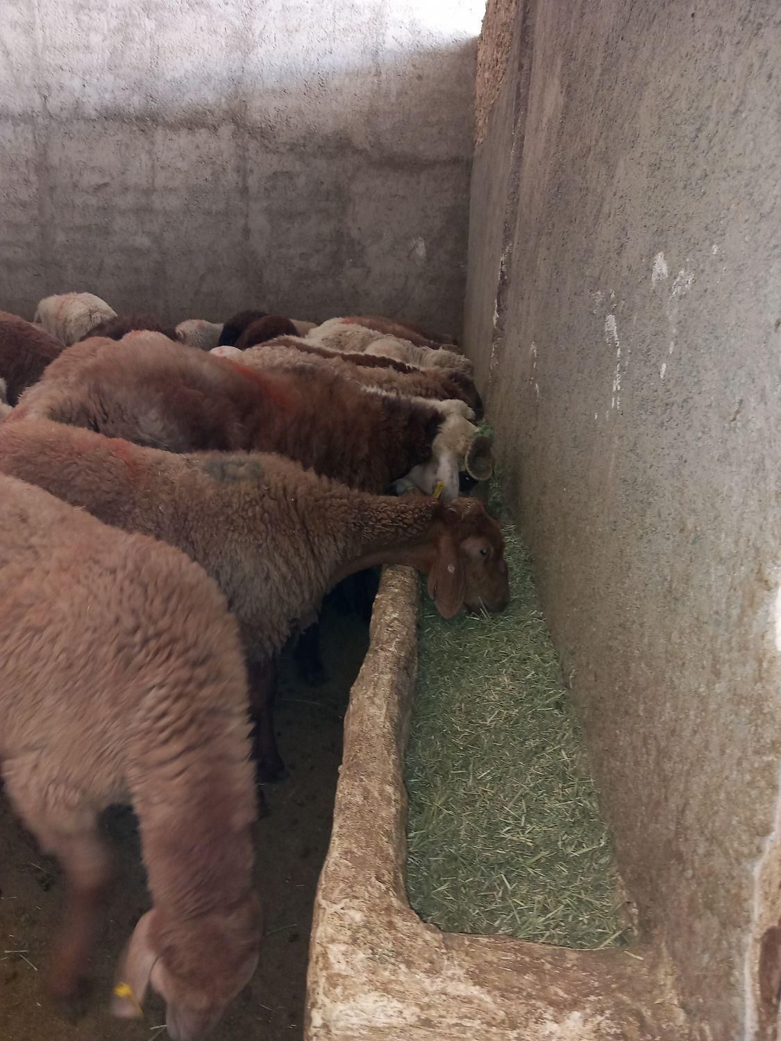 گوسفند زنده پرواری (بومهن)|حیوانات مزرعه|بومهن, |دیوار