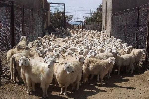 ۱۰۰ راس بز داشتی|حیوانات مزرعه|کرمان, |دیوار