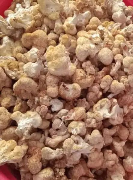 قارچ یال شیر معجزه مغز|خوردنی و آشامیدنی|مشهد, وکیل‌آباد|دیوار