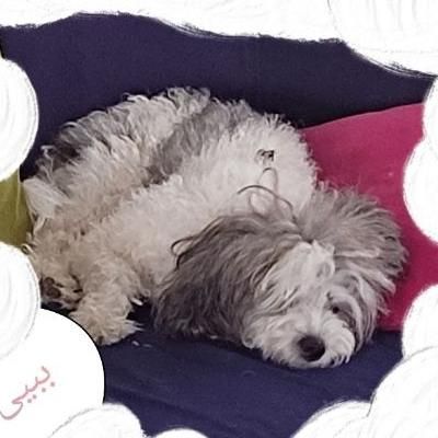 شیتزو گم شده|سگ|ایلام, |دیوار