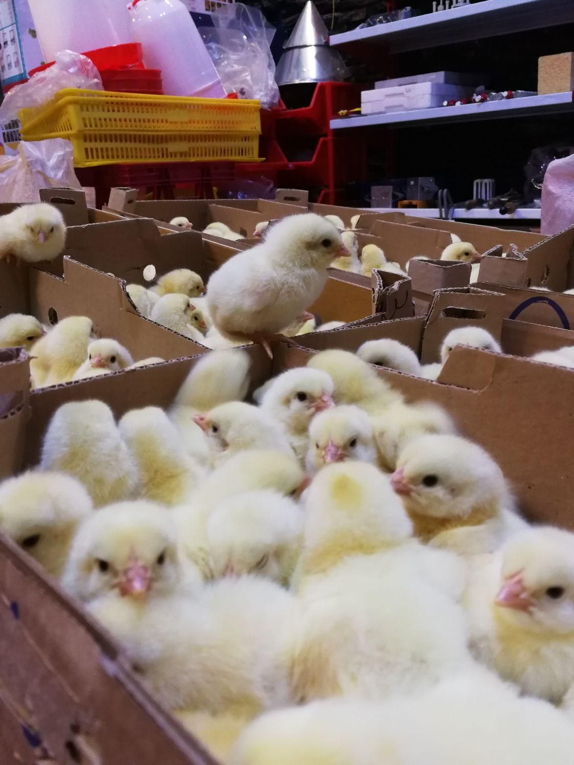 جوجه گوشتی نژاد راس|حیوانات مزرعه|تنکابن, |دیوار