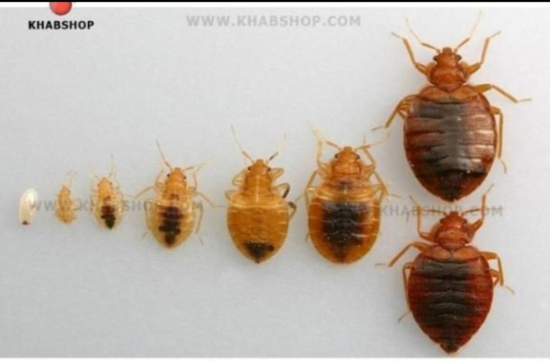 سمپاشی و موریانه زدایی منازل بادرک با تخفیف ویژه|خدمات نظافت|دزفول, |دیوار