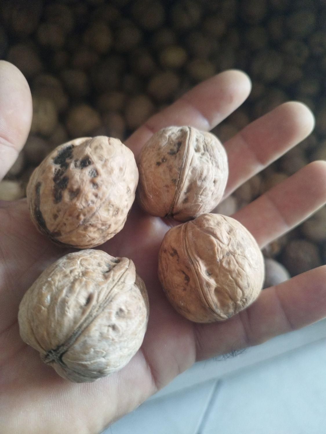 گردو|خوردنی و آشامیدنی|اصفهان, آزادان|دیوار