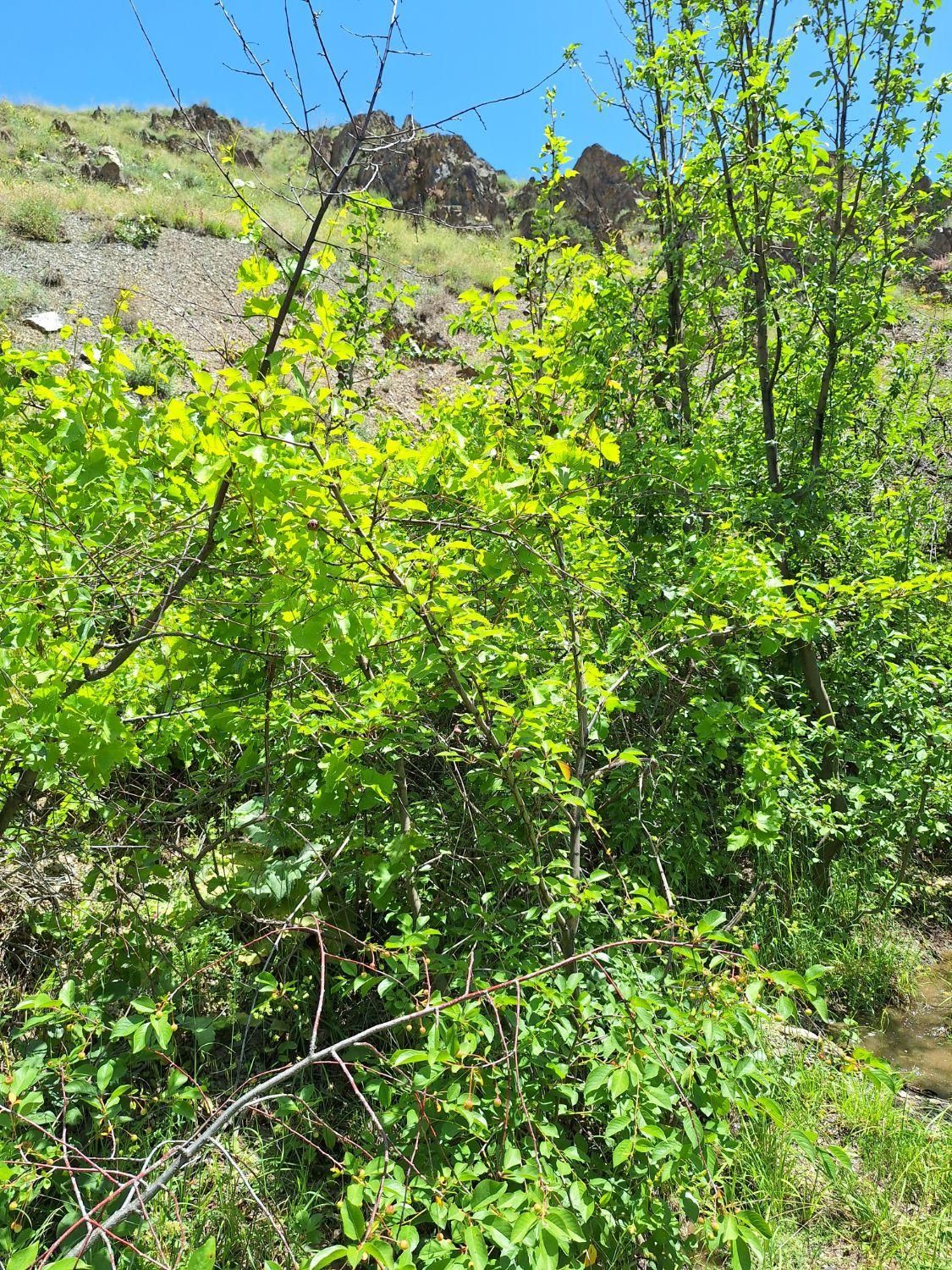 زمین - باغ|فروش زمین و ملک کلنگی|گلمکان, |دیوار