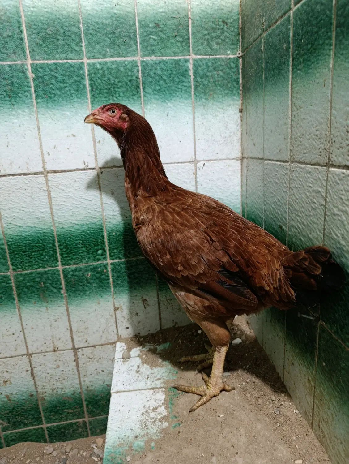 مرغ لاری کرکشو|حیوانات مزرعه|رشت, استقامت ۱|دیوار