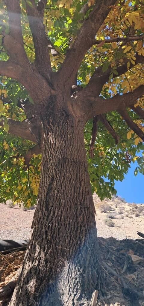 خرید ضایعات چوب گردو بید همراه با برش|خدمات باغبانی و درختکاری|شهرکرد, |دیوار