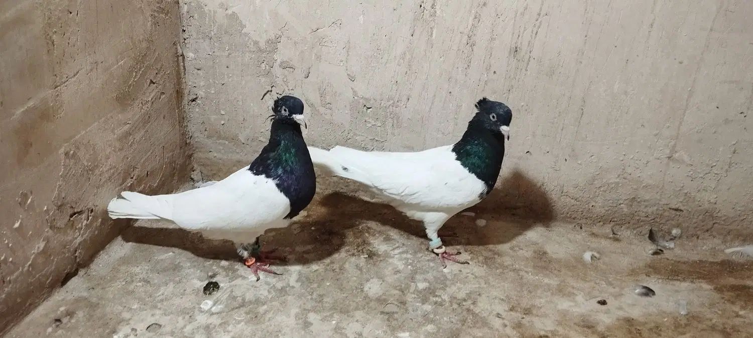 کبوتر رنگه کله سیاه ساده سینه کلاغ|پرنده|مشهد, جاهد شهر|دیوار