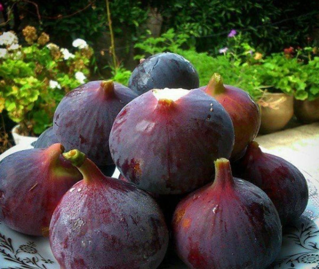 نهال های انجیر سیاه زرد سفید همه رقم ارسال رایگان|خدمات باغبانی و درختکاری|کرمانشاه, |دیوار