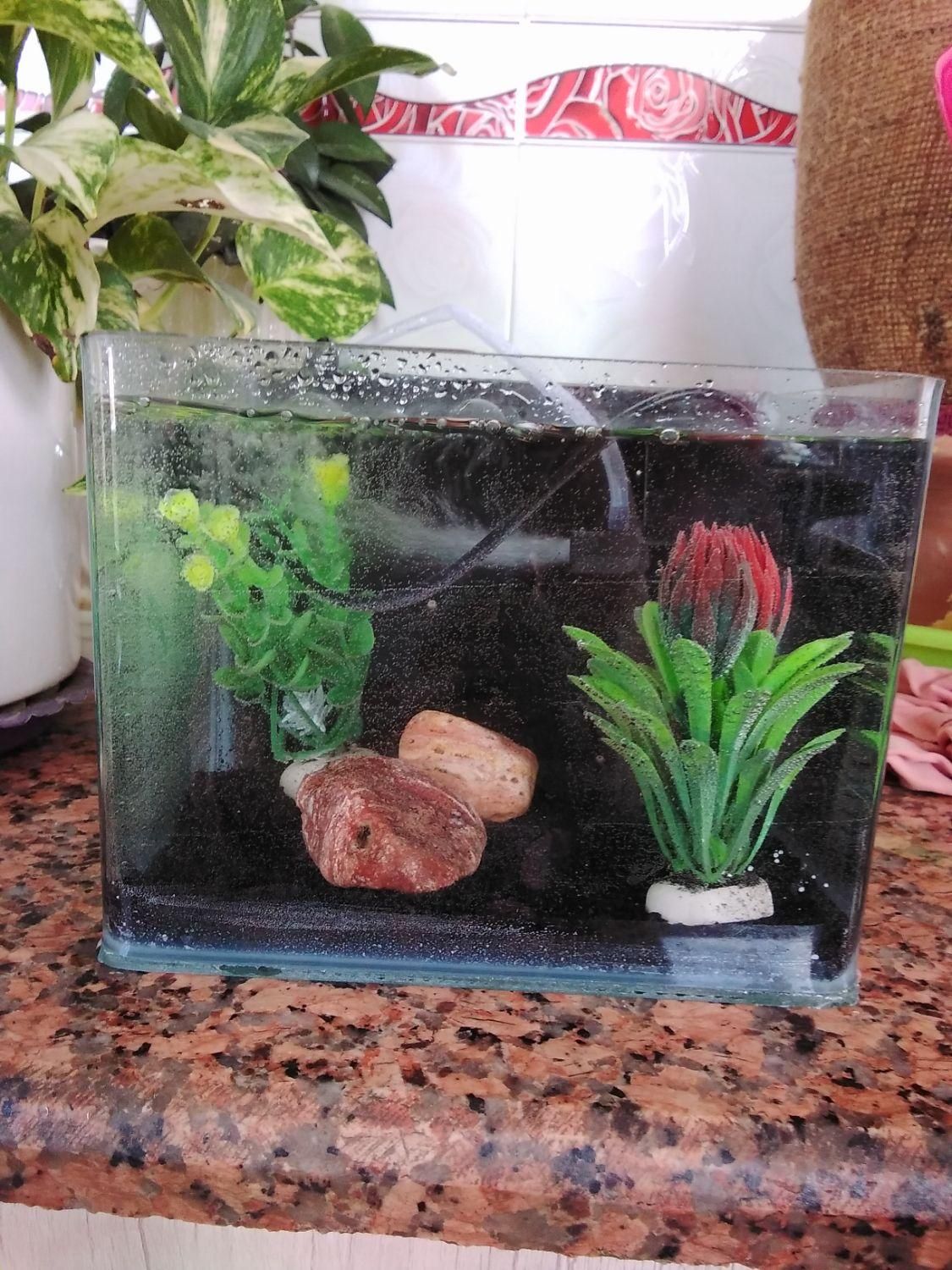 آکواریوم|ماهی|بروجن, |دیوار