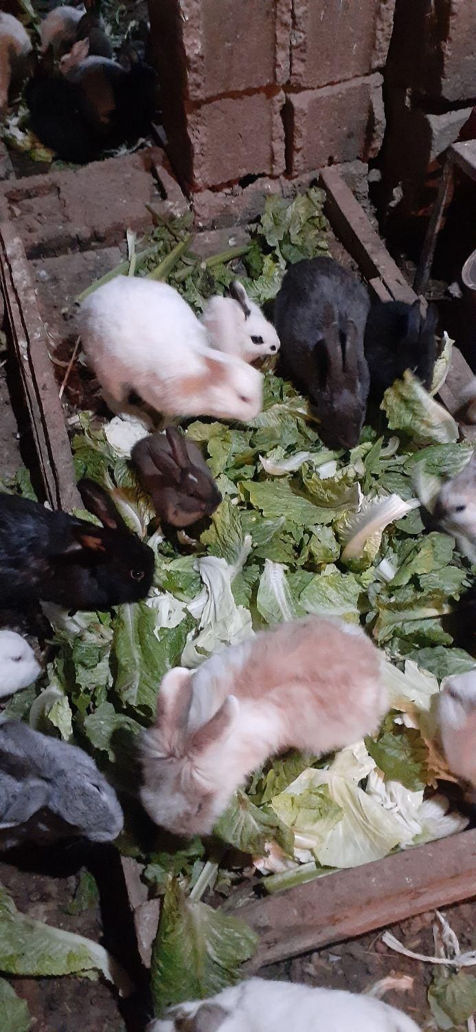 خرگوشهای خوشگل وبازیگوش به تعداد زیاد|موش و خرگوش|میاندوآب, |دیوار