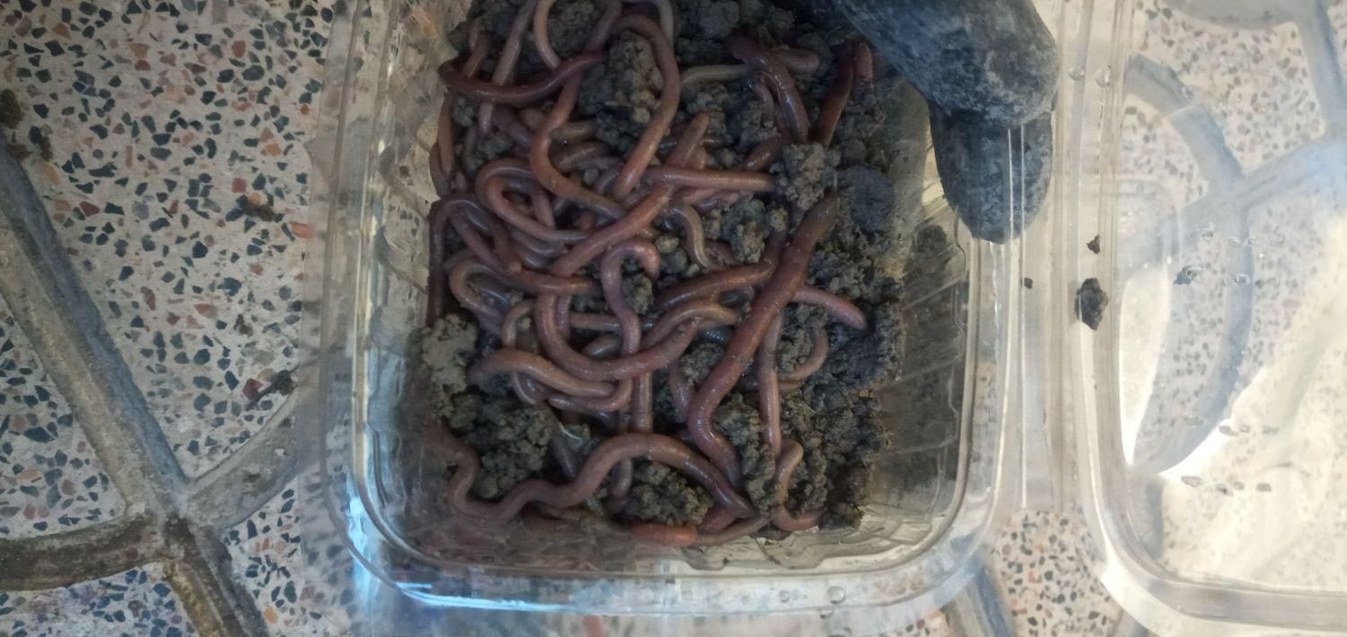 کرم خاکی،طعمه کرم خاکی، طعمه ماهیگیری|ماهیگیری|اسلامشهر, شهرک واوان|دیوار