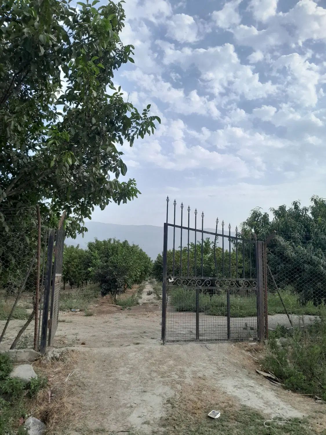 فروش ۲۹۰۰متر باغ هلو و پرتقال خونی با چاه اب و برق|فروش زمین و ملک کلنگی|نوکنده, |دیوار