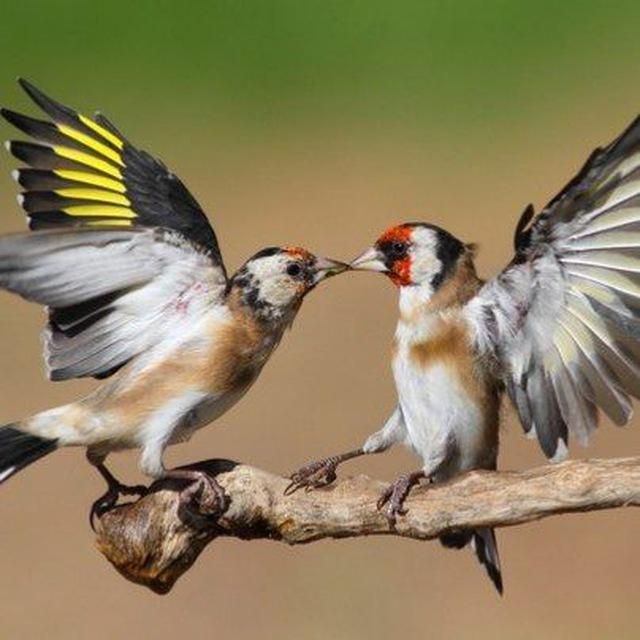 گمشده سهره طوق سیاه|حیوانات|رشت, شالکو|دیوار