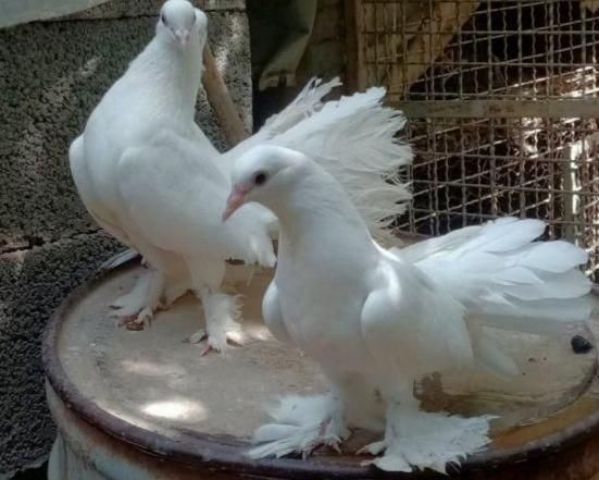 کوهی هفت رنگ و شیرازی سرخ کاکل و دم چتری وکینگ|پرنده|اهواز, منبع اب|دیوار