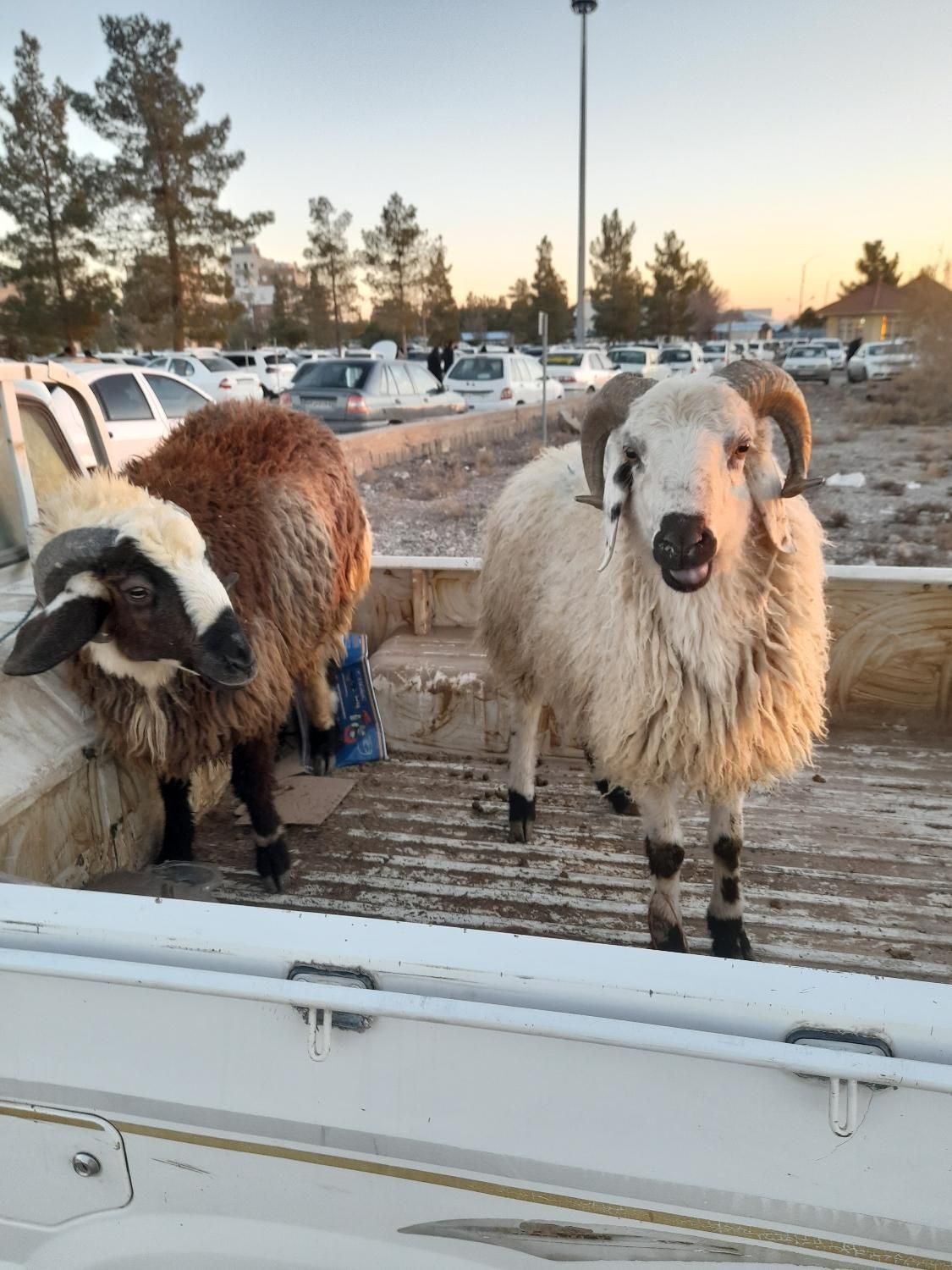 ذبح گوسفند یا قصاب سیار.|خدمات پذیرایی، مراسم|کرمان, |دیوار