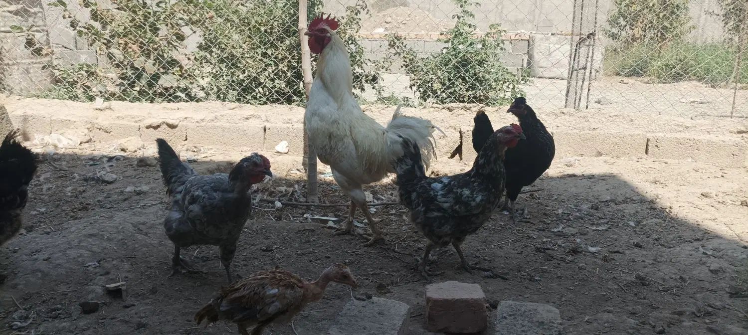 مرغ و خروس گلین|حیوانات مزرعه|کرج, ملک‌آباد|دیوار
