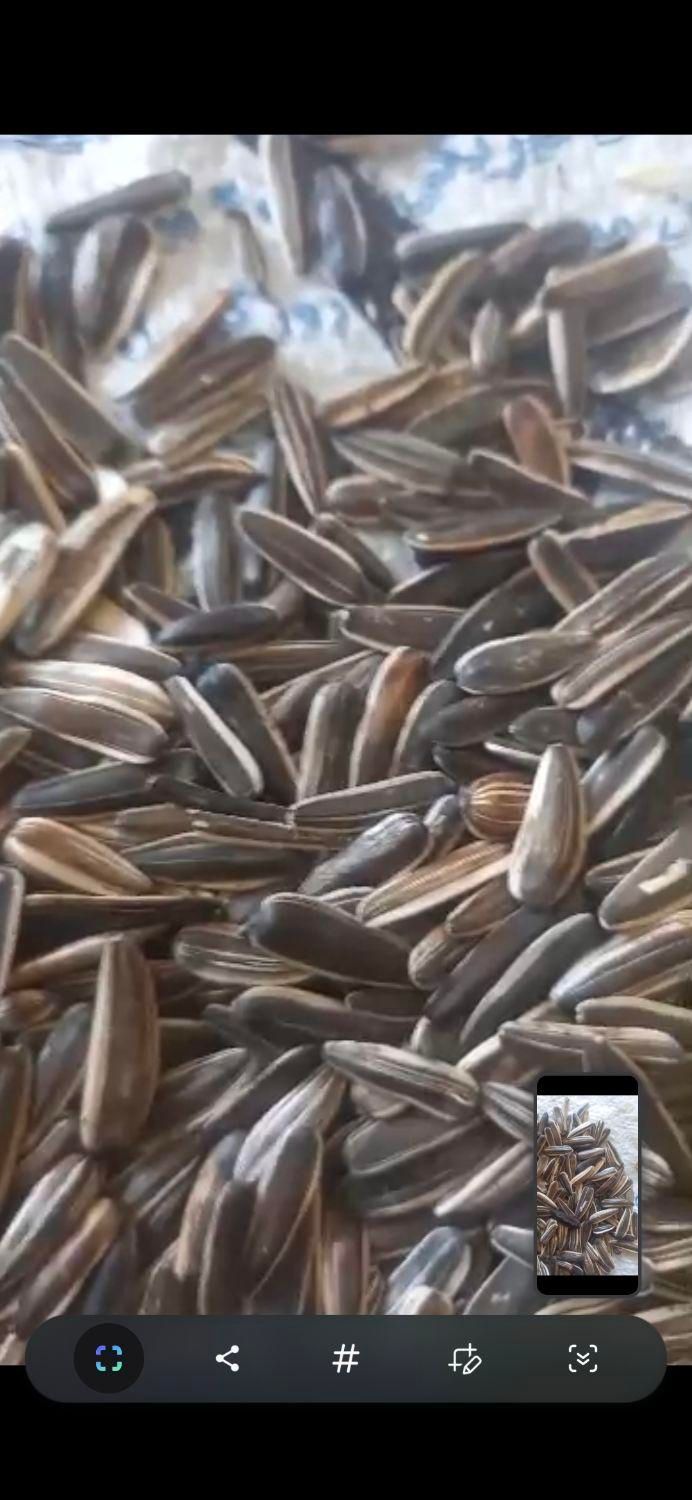 تخمه سنقری خام|خوردنی و آشامیدنی|تهران, آذری|دیوار