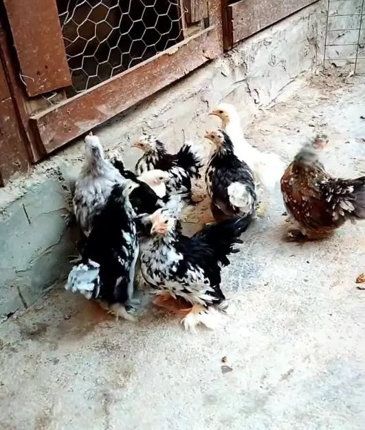 نیمچه با کیفیت برهماکوشین سبرایت پولندلهستان سلطان|حیوانات مزرعه|اصفهان, بوستان ناژوان|دیوار