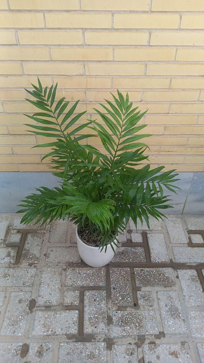 طبیعی سبز|گل مصنوعی|یزد, |دیوار