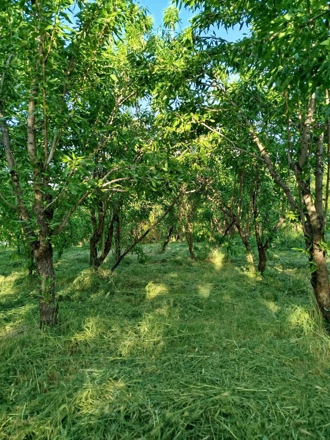 فروش باغ۵۳۰ متری درمحدودپل زمانخان شوراب|فروش زمین و ملک کلنگی|شاهین‌شهر, فردوسی|دیوار