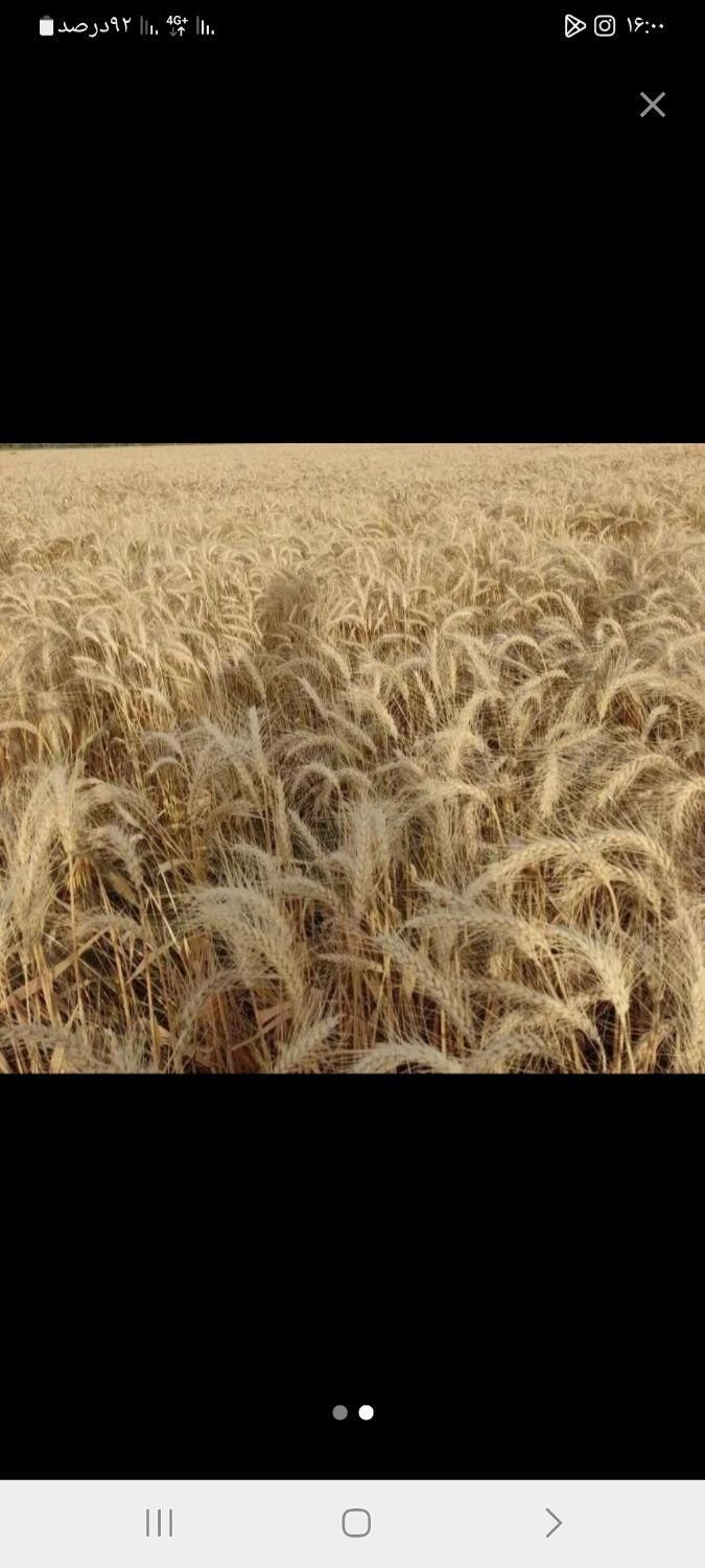 اجاره زمین کشاورزی|اجارهٔ دفتر صنعتی، کشاورزی، تجاری|دهلران, |دیوار