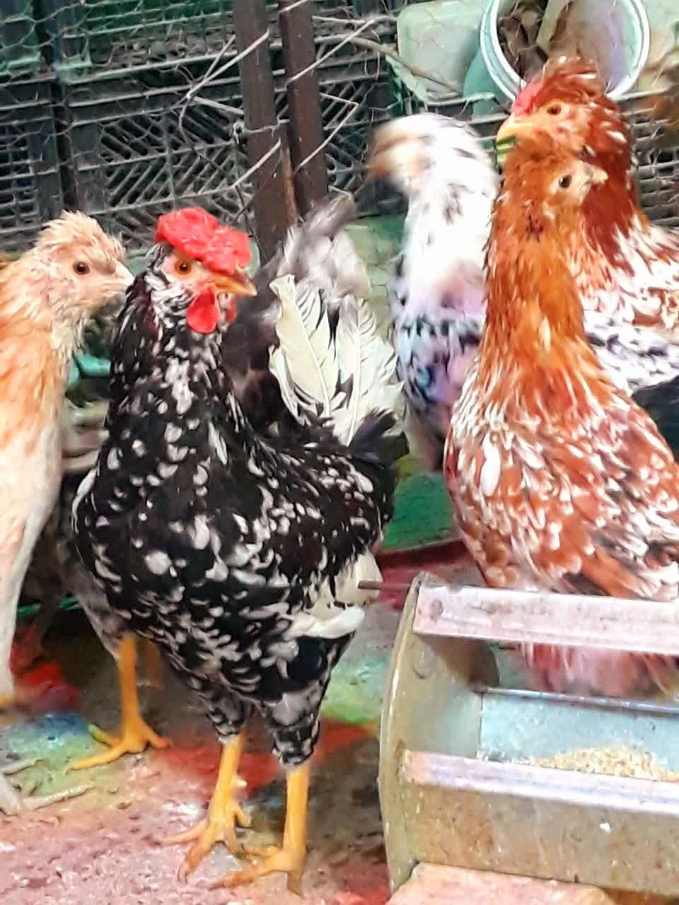 تخم مرغ نطفه دار گلین|حیوانات مزرعه|خمینیشهر, |دیوار