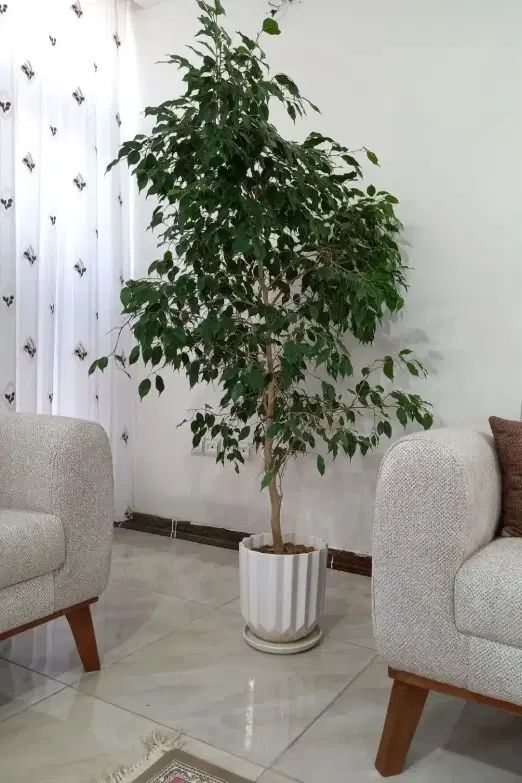 بنجامین سالنی|گل و گیاه طبیعی|اصفهان, رسالت|دیوار