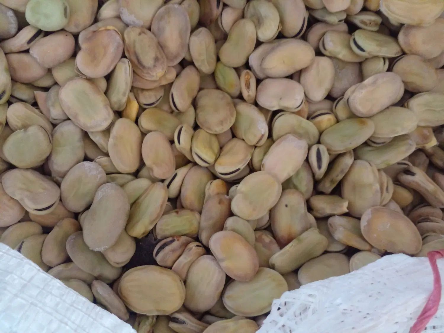 باقلی|خوردنی و آشامیدنی|رشت, آزادگان|دیوار