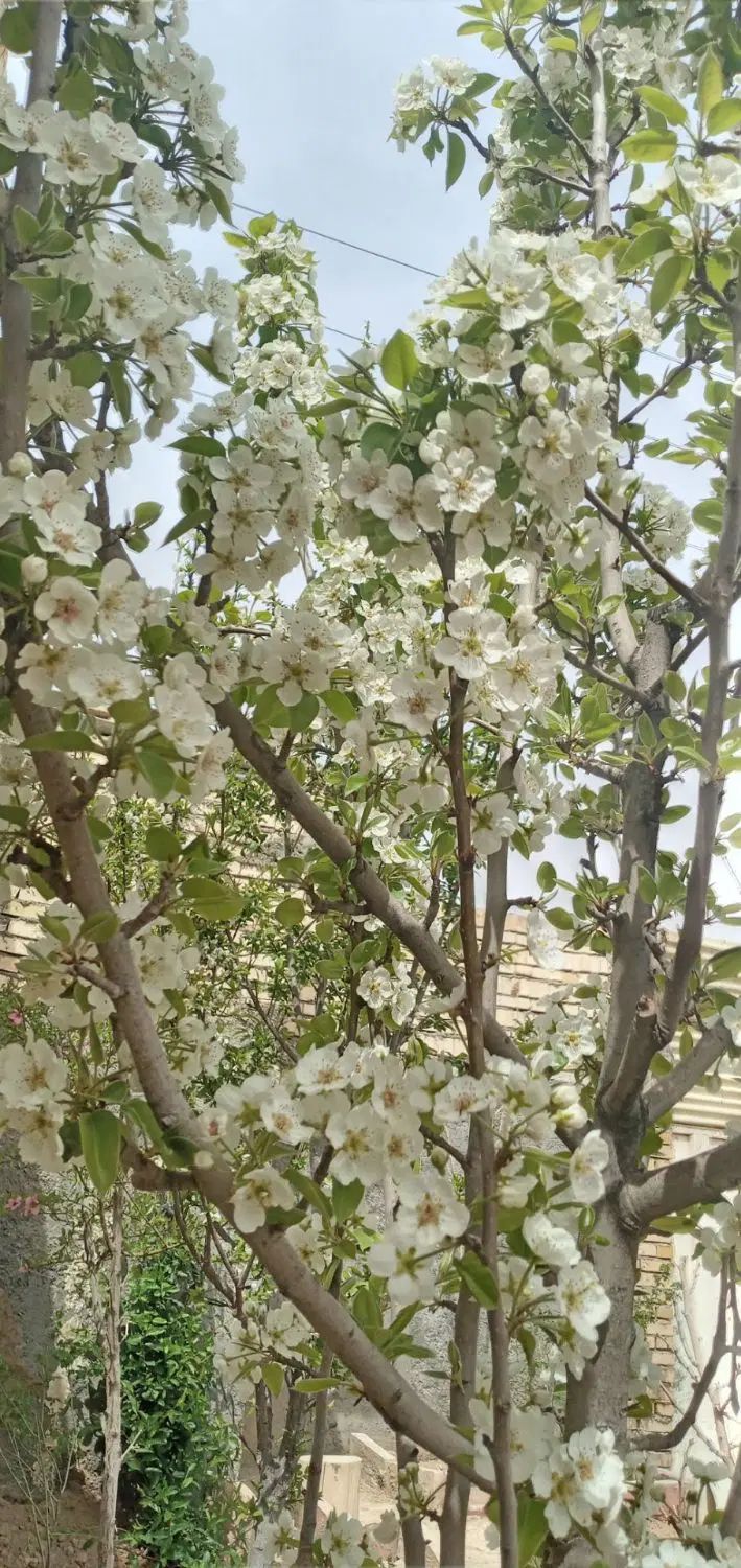 خانه باغ|فروش خانه و ویلا|مشهد, شیرحصار|دیوار