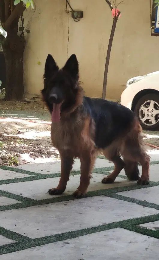 سگ ژرمن|سگ|تهران, آسمان|دیوار